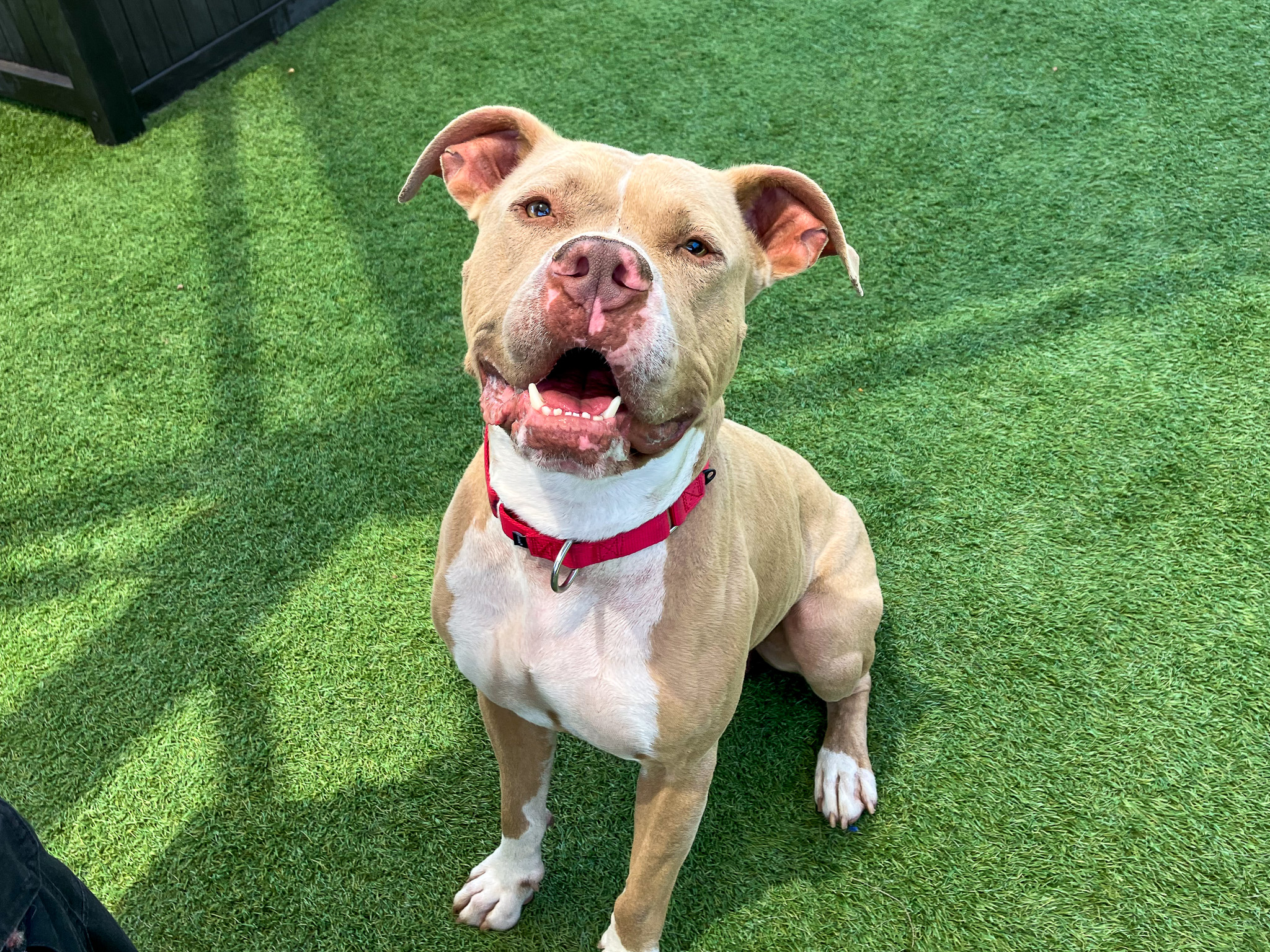 Truckstop is Pet of the Week! | OC Animal Care